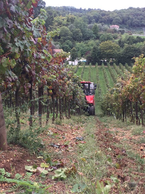 vendemmia-meccanica